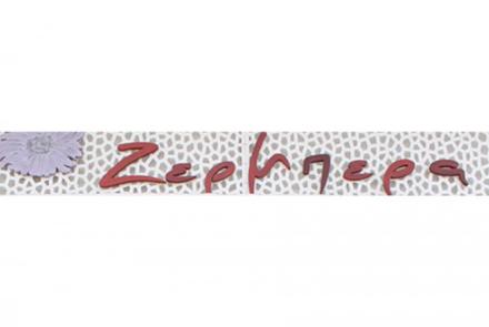 ζέρμπερα